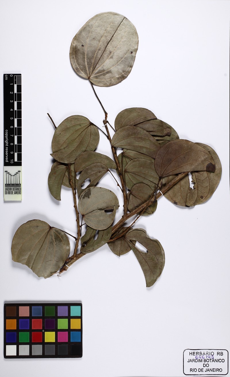 Schnella grazielae photo 2