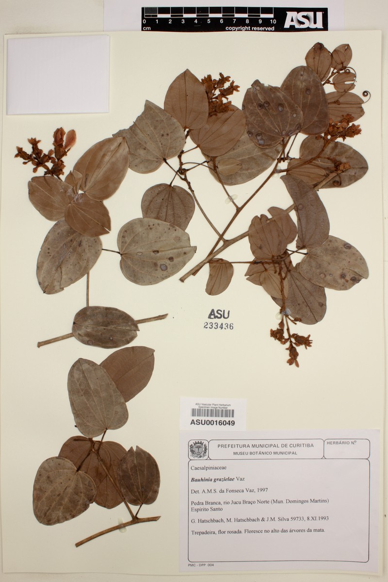 Schnella grazielae photo 3