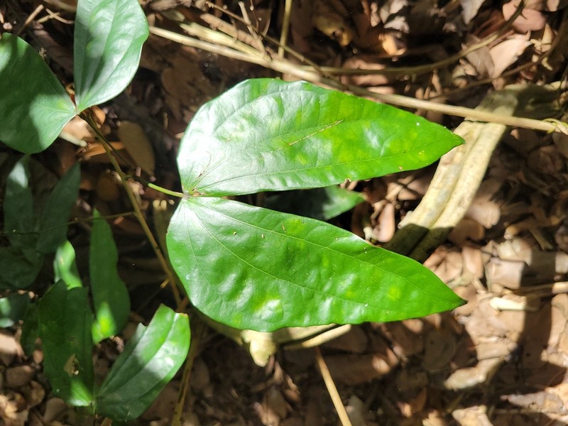 Schnella guianensis