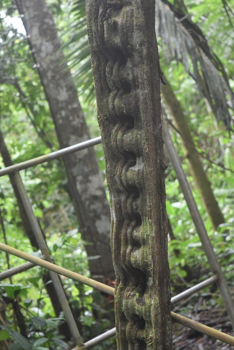 Schnella guianensis photo 2