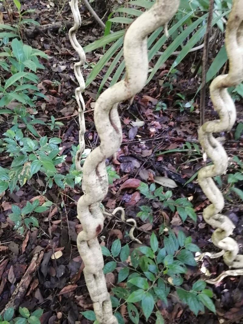 Schnella guianensis photo 3