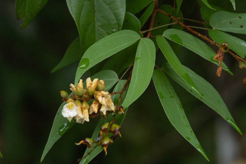Schnella guianensis photo 4