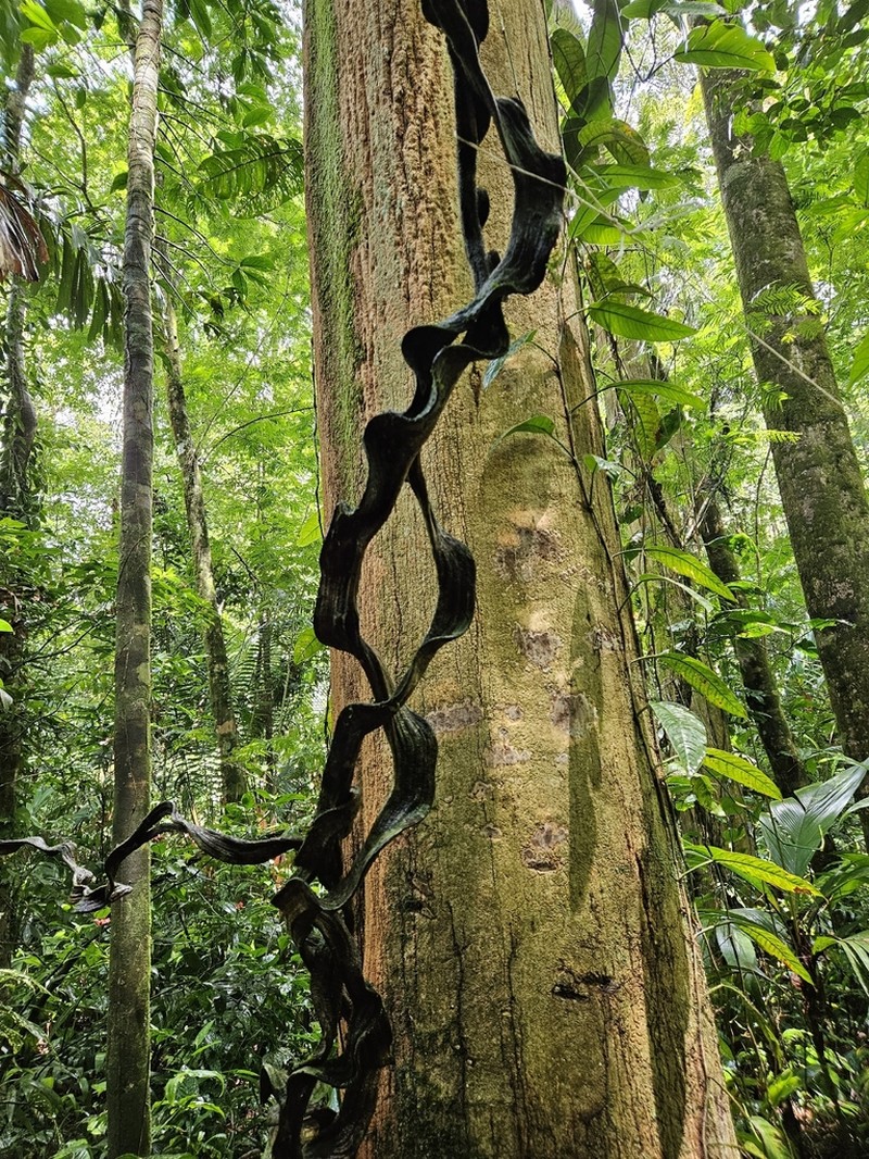 Schnella guianensis photo 5