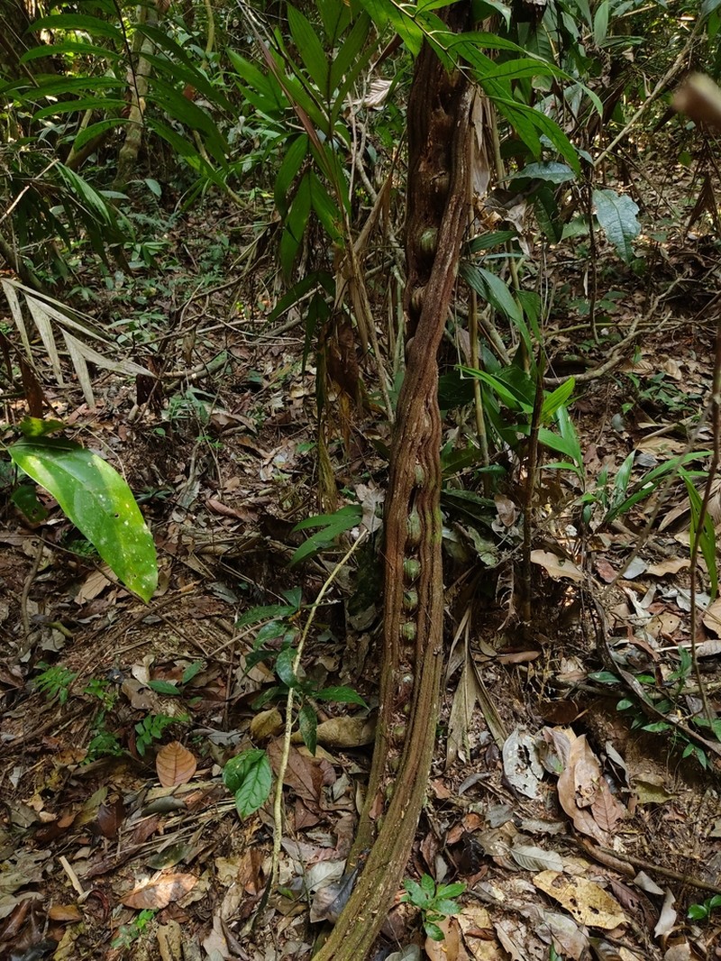 Schnella guianensis photo 6