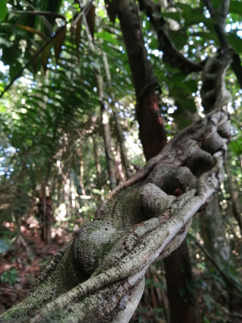 Schnella guianensis photo 7