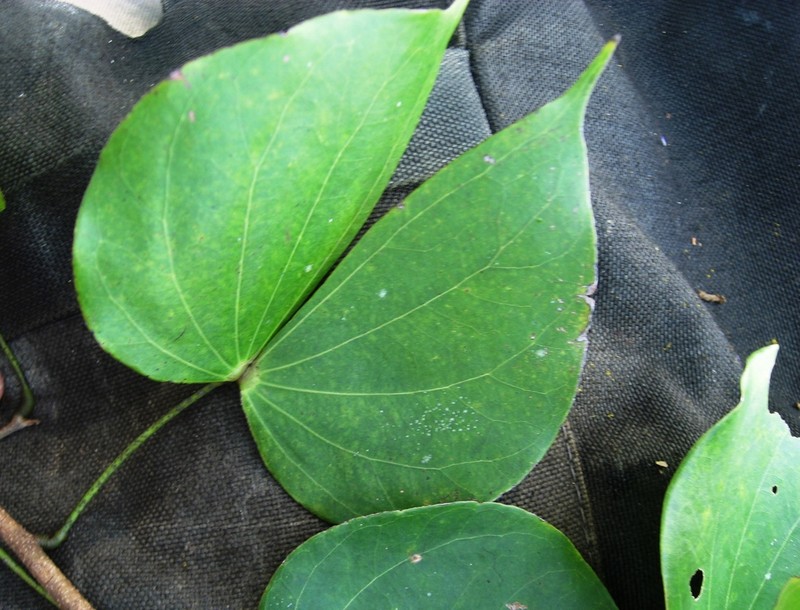 Schnella guianensis photo 8