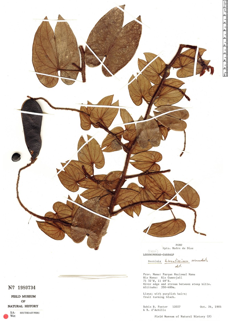 Schnella hirsutissima photo 2