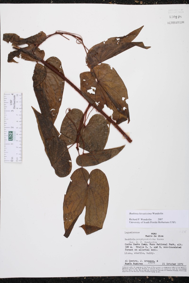 Schnella hirsutissima photo 3