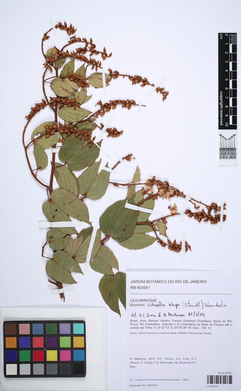 Schnella klugii photo 2