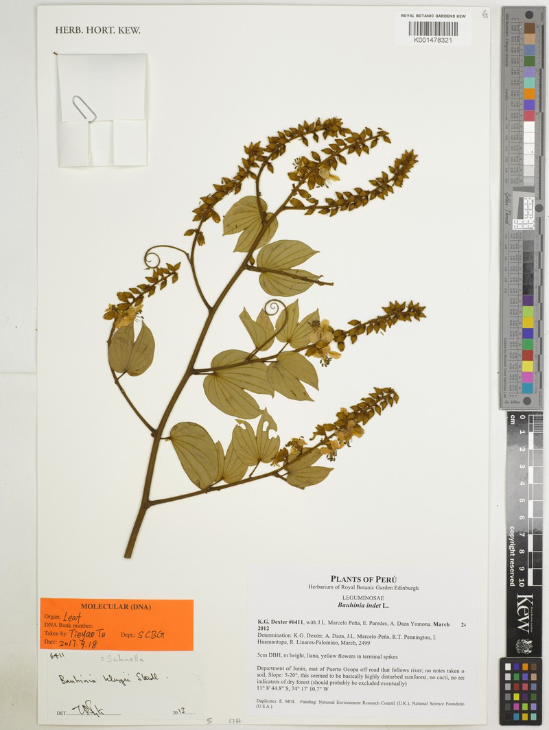 Schnella klugii photo 3