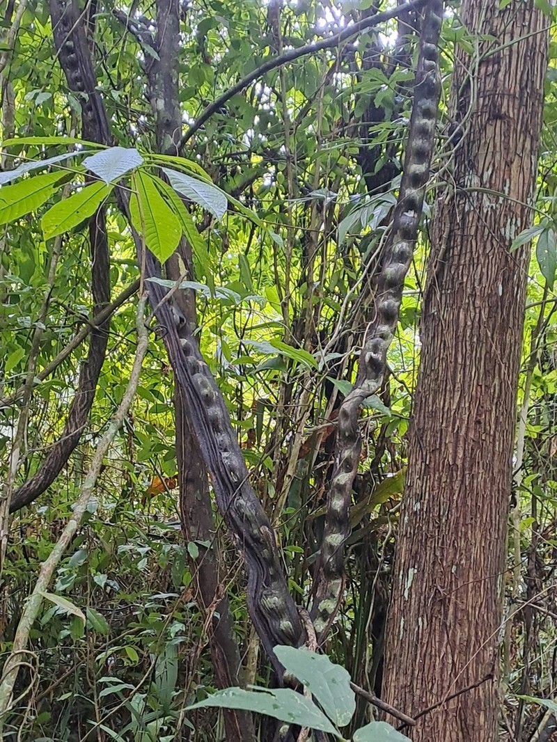 Schnella kunthiana photo 3