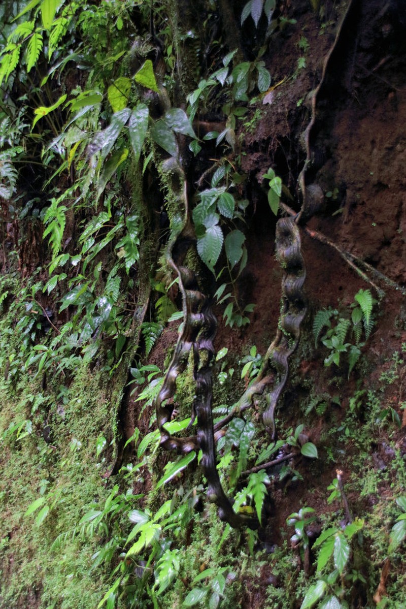 Schnella kunthiana photo 8