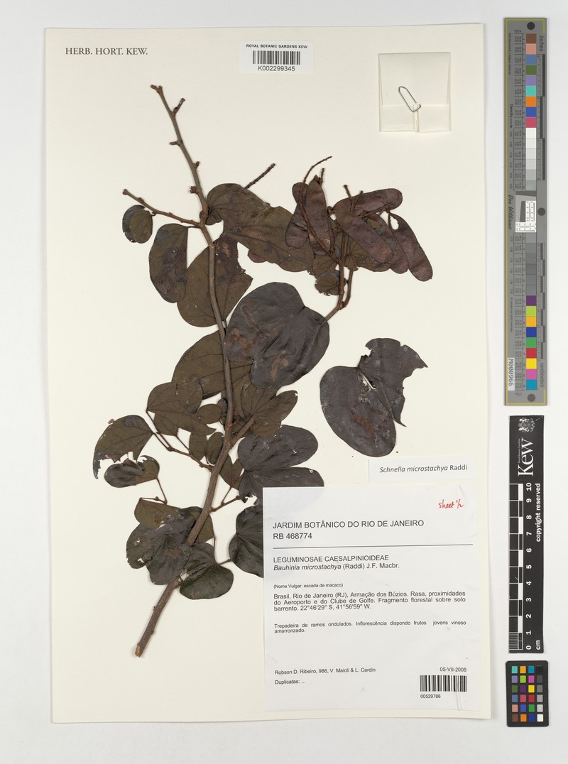 Schnella microstachya var. massambabensis