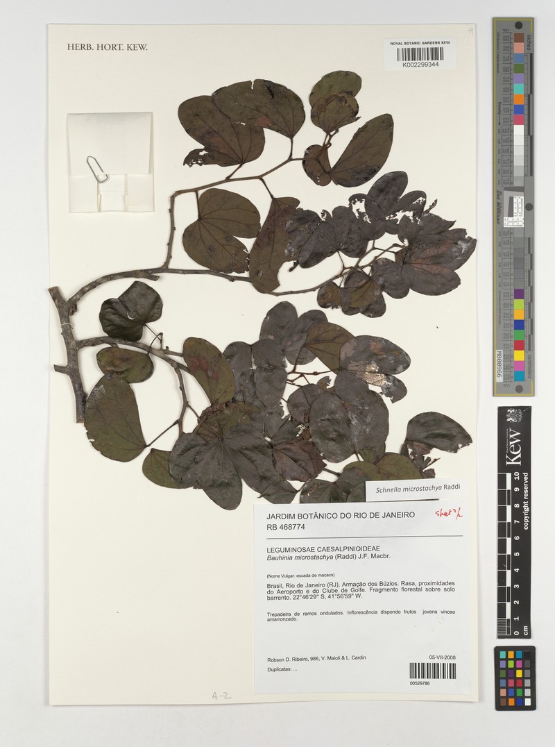 Schnella microstachya var. massambabensis photo 2