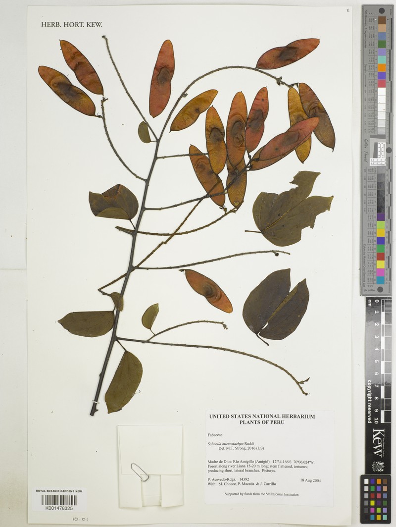 Schnella microstachya var. microstachya