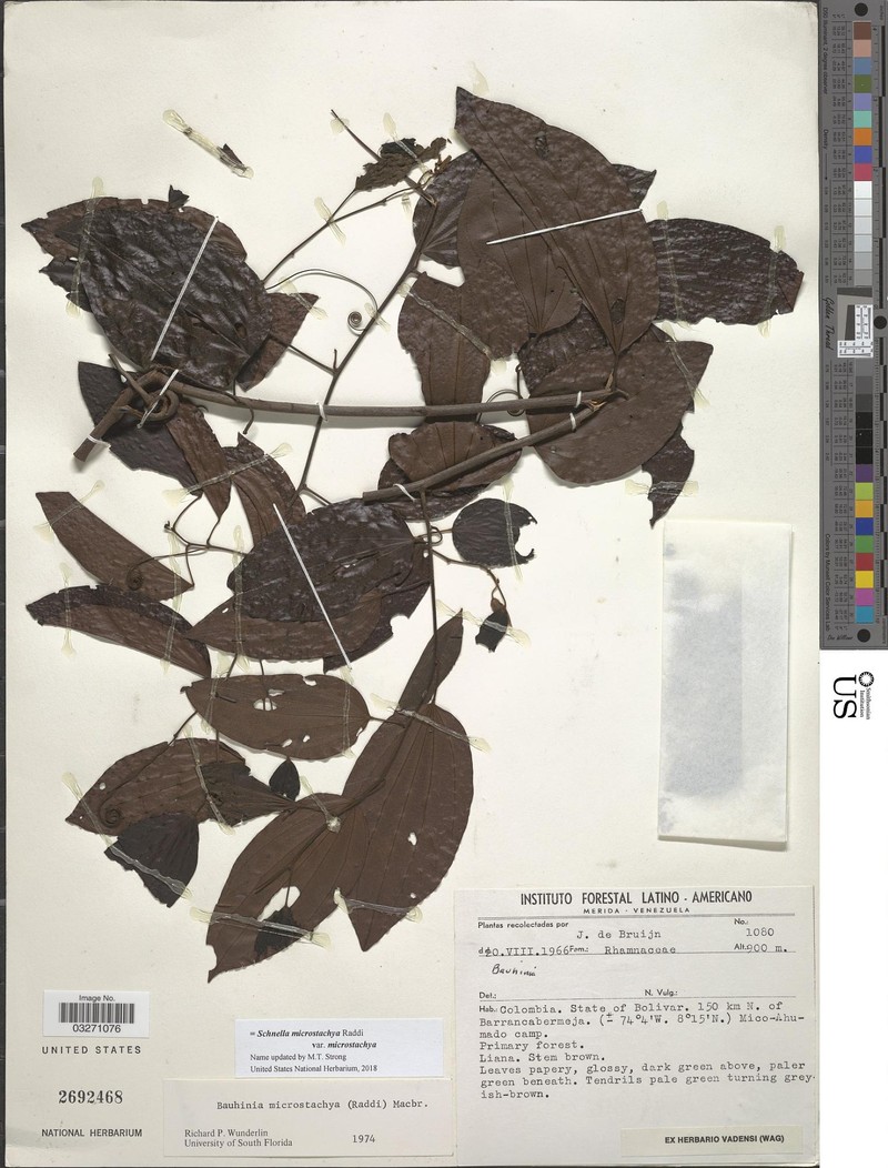 Schnella microstachya var. microstachya photo 2