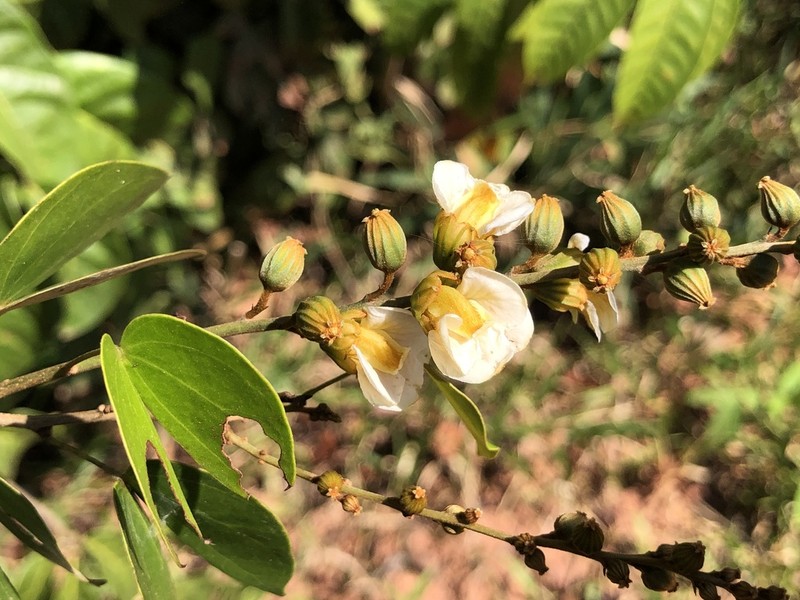 Schnella platycalyx