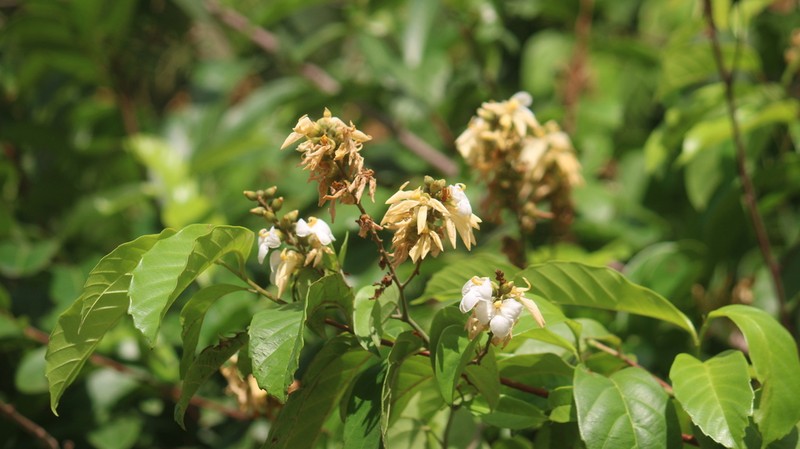 Schnella platycalyx photo 2