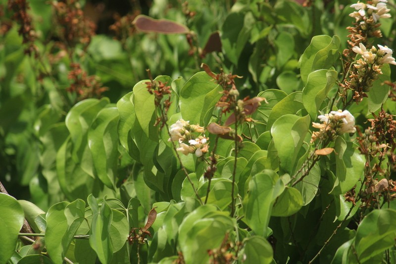 Schnella platycalyx photo 3
