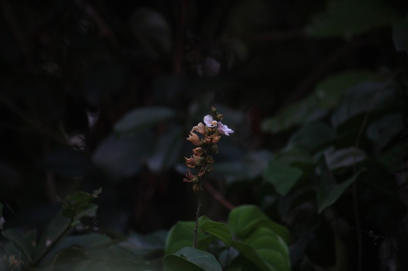 Schnella platycalyx photo 4
