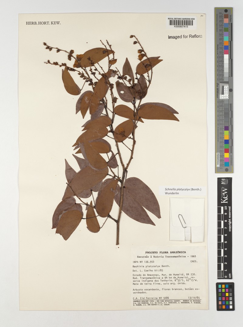 Schnella platycalyx photo 6