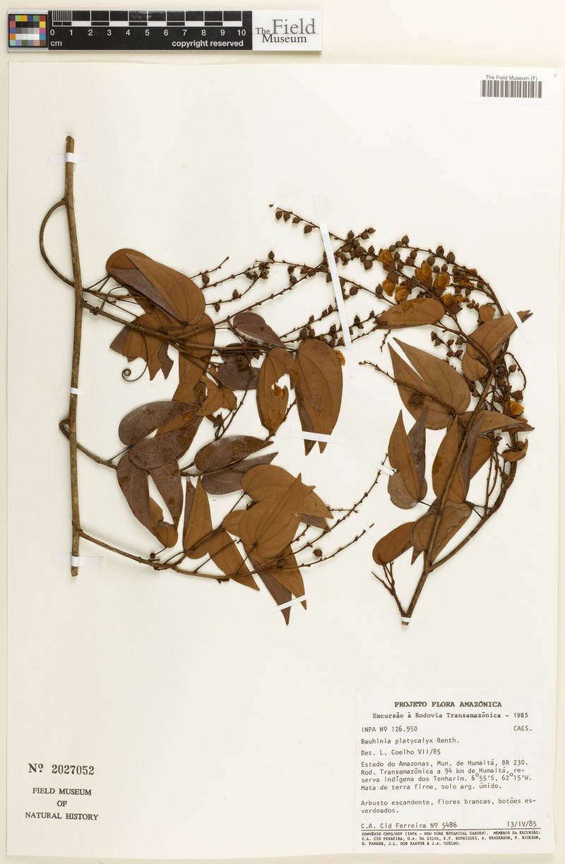 Schnella platycalyx photo 7