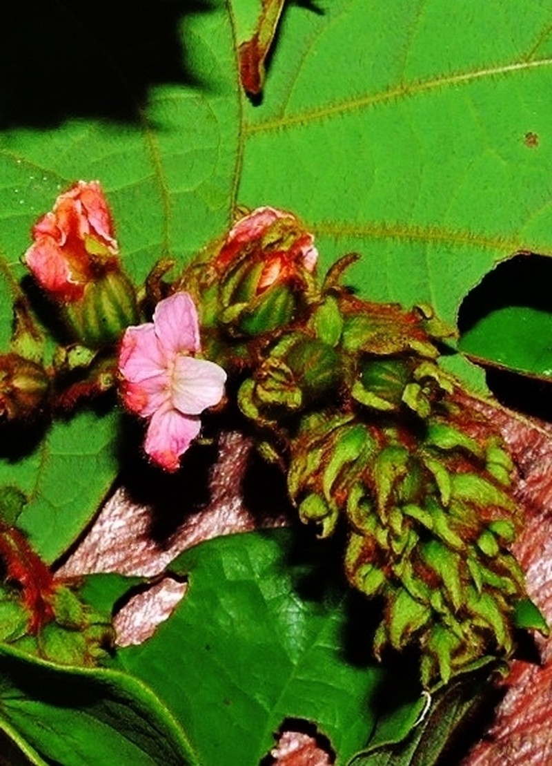 Schnella porphyrotricha