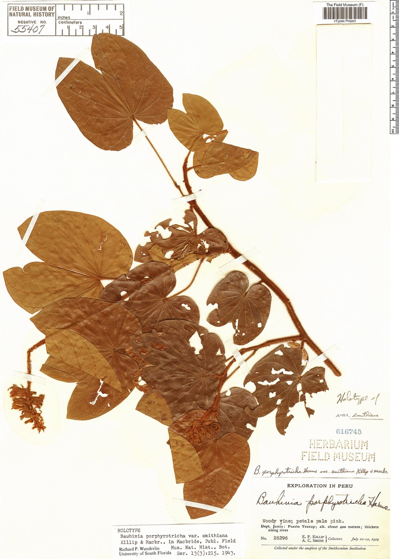 Schnella porphyrotricha var. smithiana