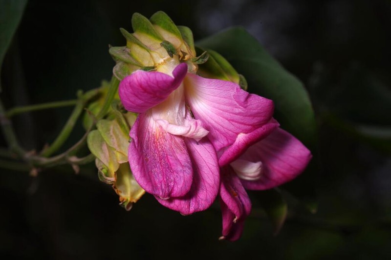 Schnella pterocalyx