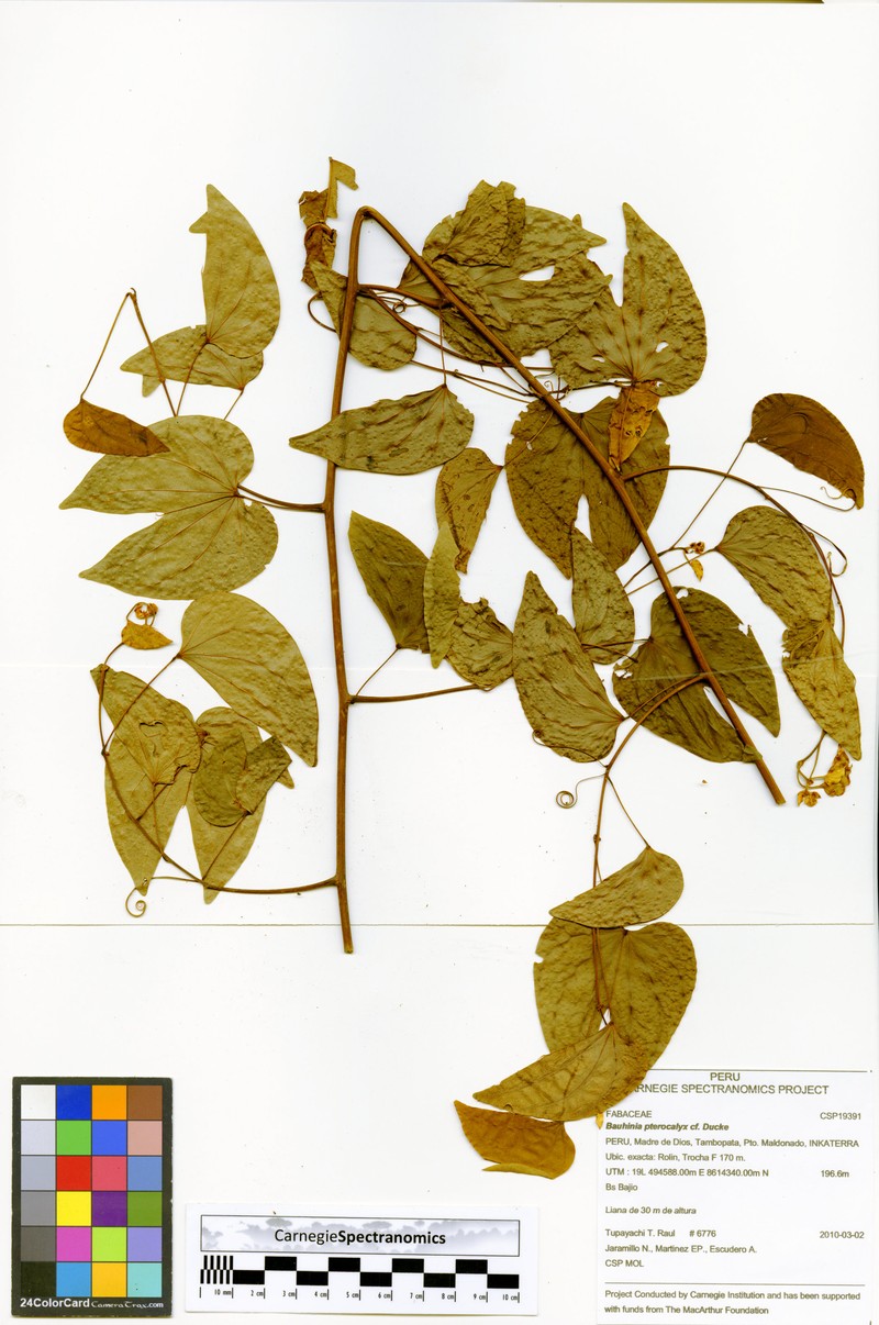 Schnella pterocalyx photo 2