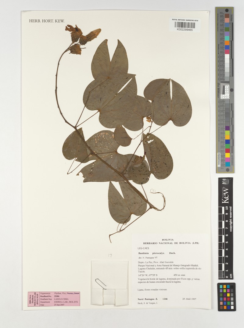 Schnella pterocalyx photo 3