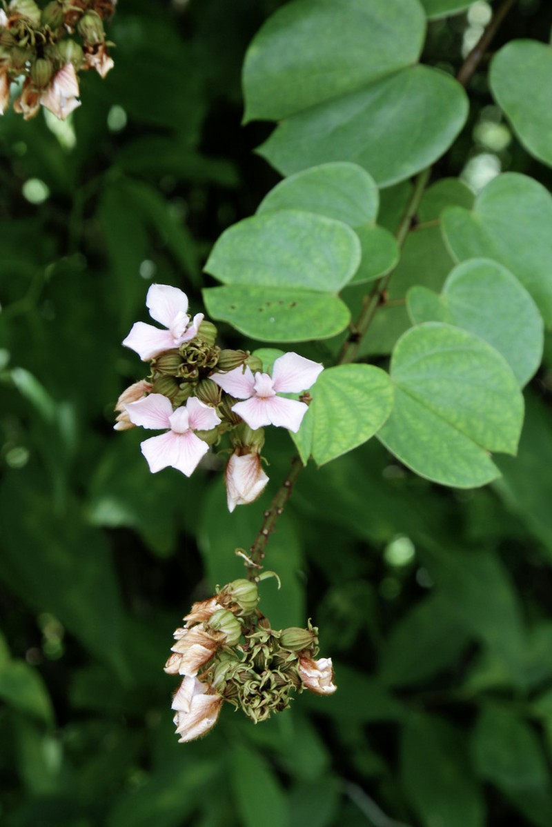 Schnella reflexa
