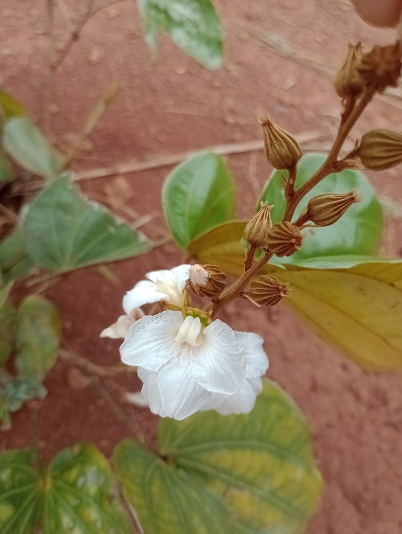 Schnella riedeliana