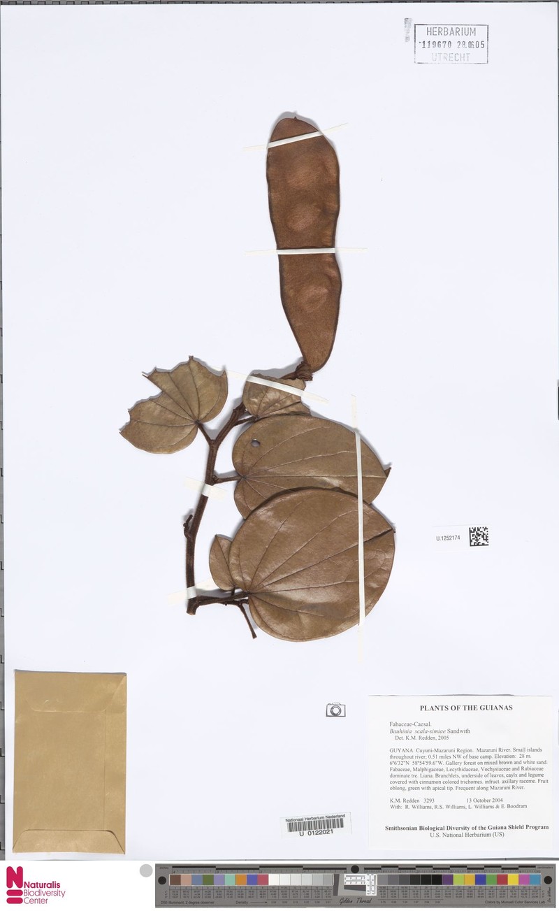 Schnella scala-simiae photo 2