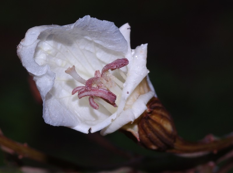 Schnella siqueirae