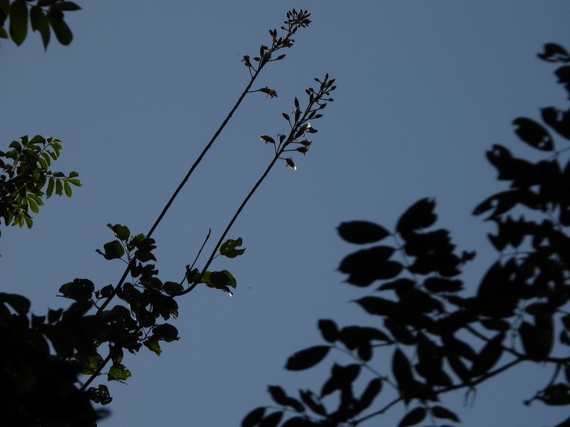 Schnella siqueirae photo 4