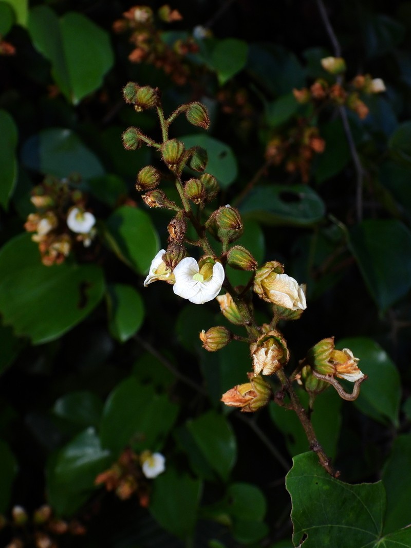Schnella surinamensis