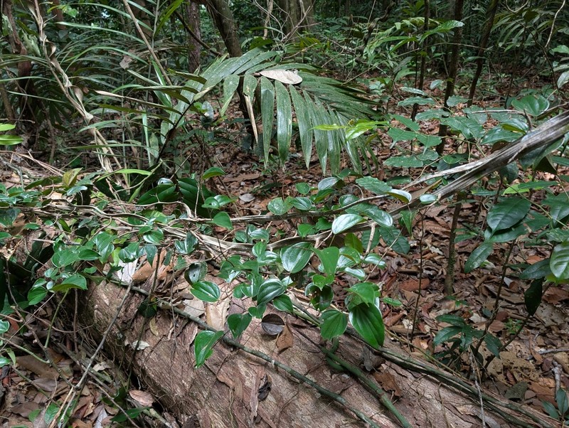 Schnella surinamensis photo 2