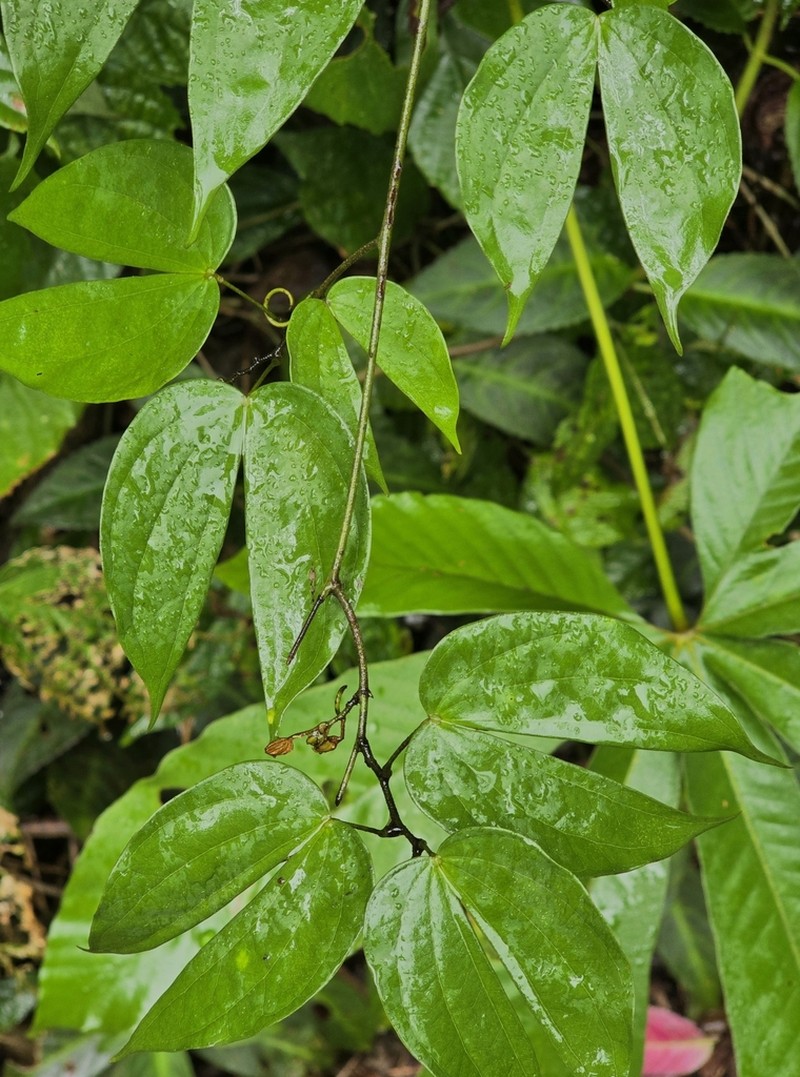 Schnella surinamensis photo 3