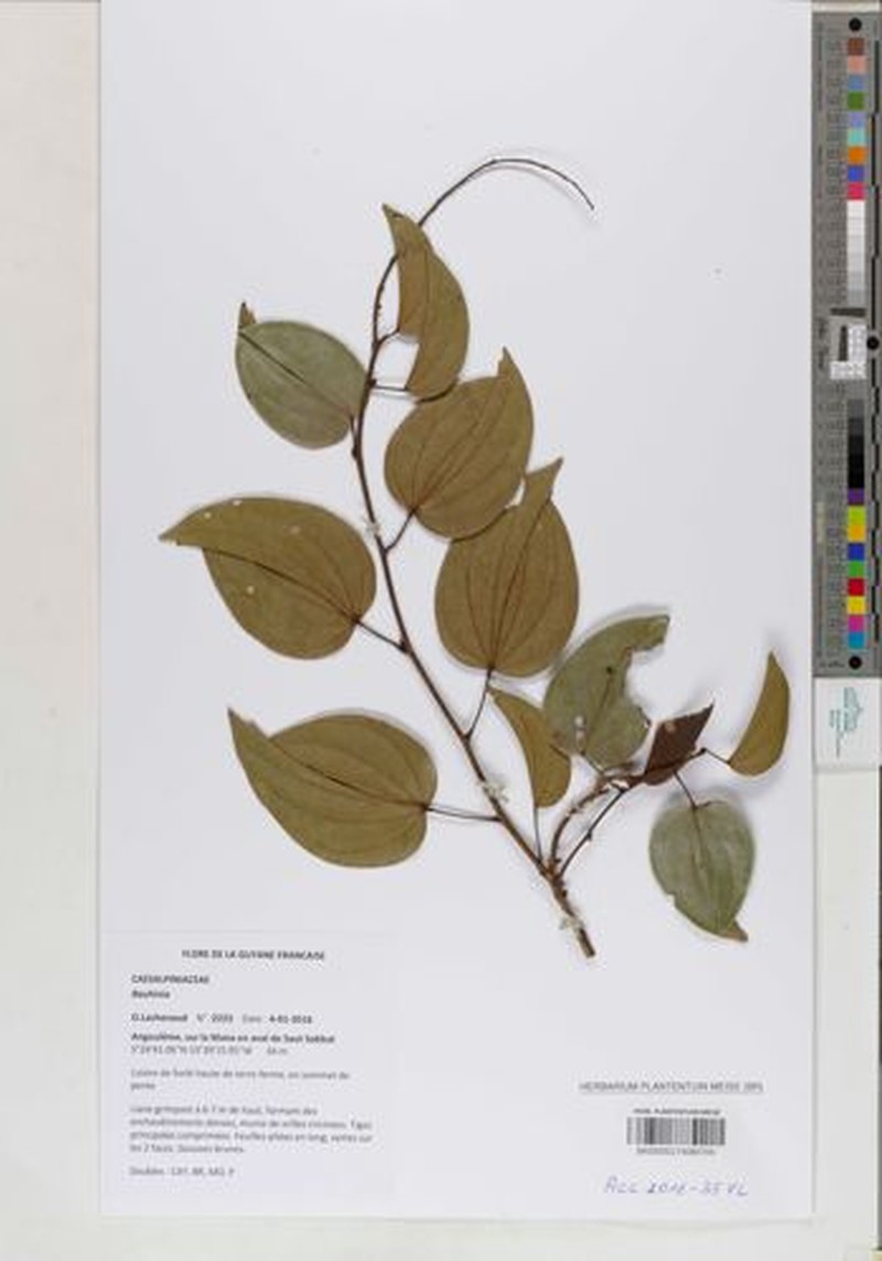 Schnella surinamensis photo 5