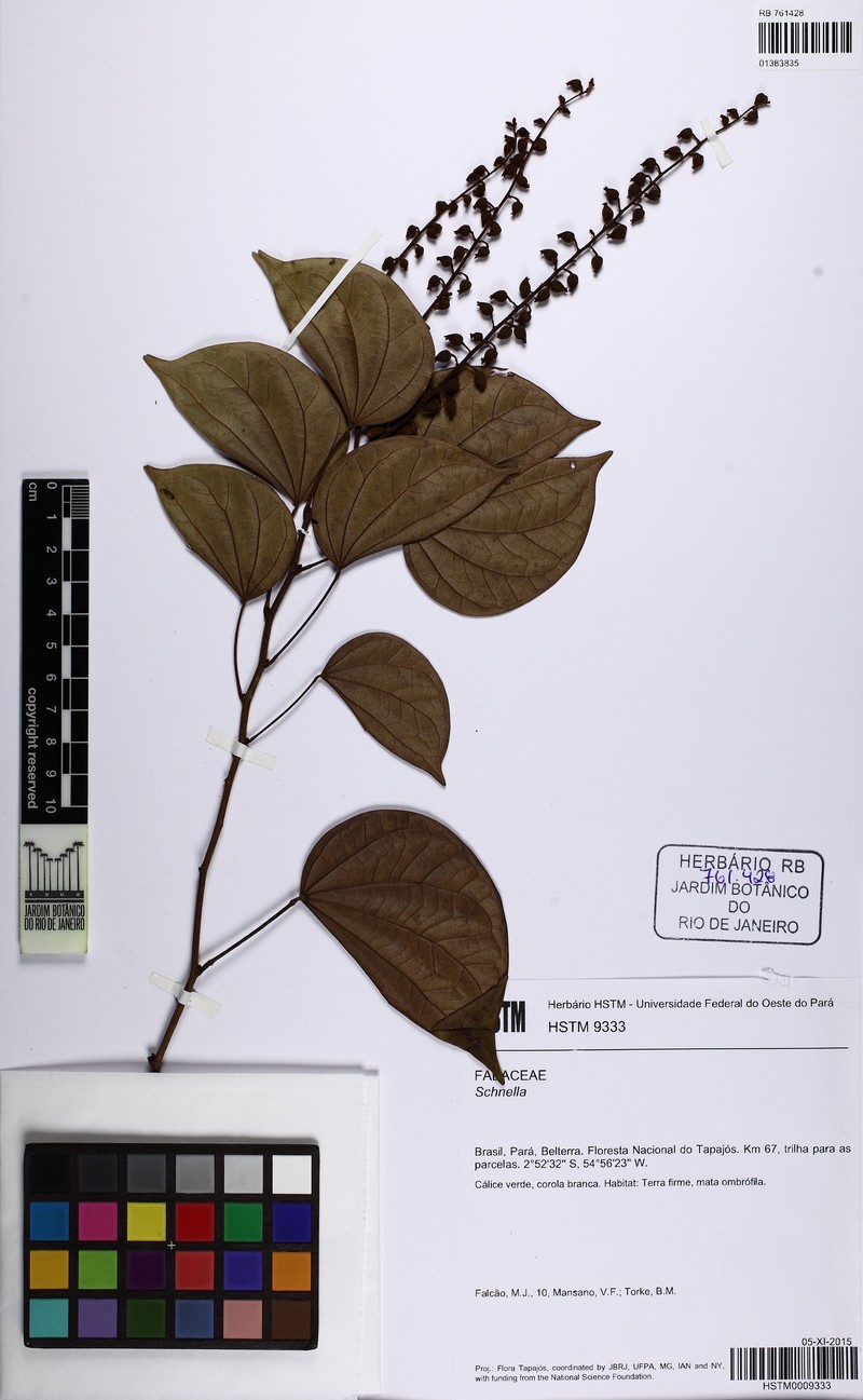 Schnella surinamensis photo 6