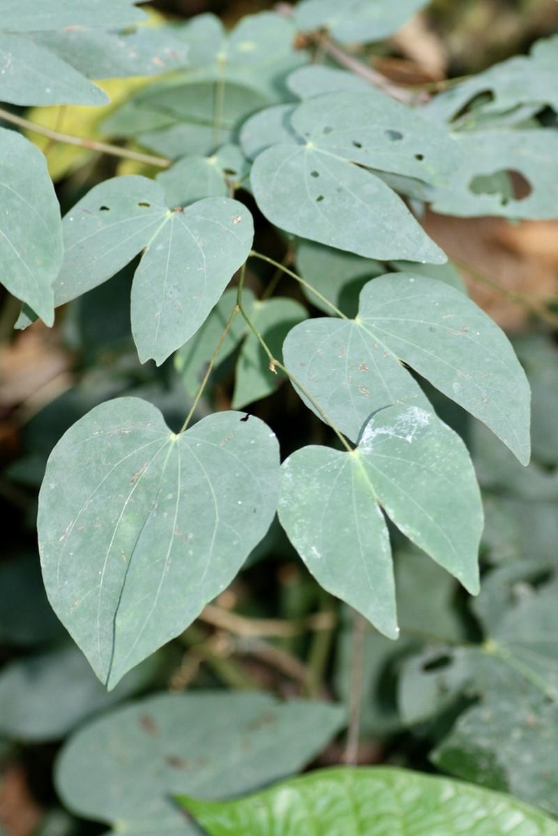 Schnella uleana