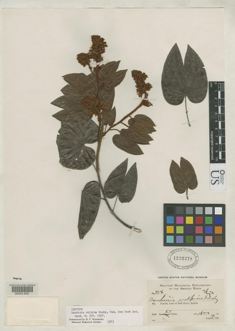 Schnella vulpina