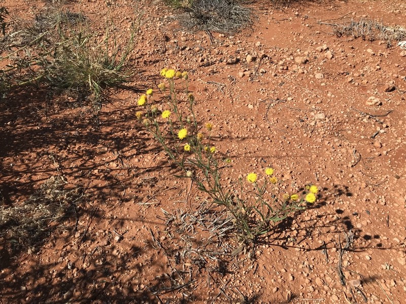 Schoenia ayersii