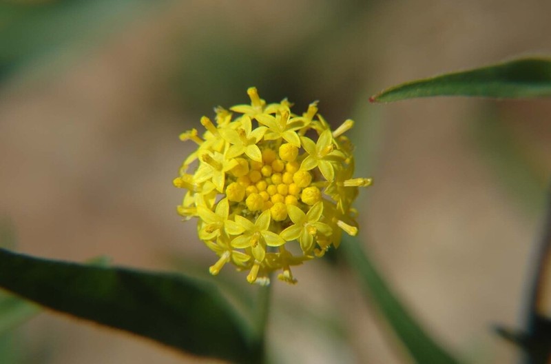 Schoenia ayersii photo 2