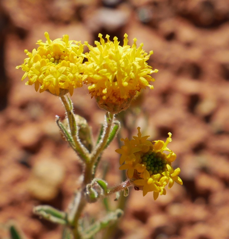 Schoenia ayersii photo 3