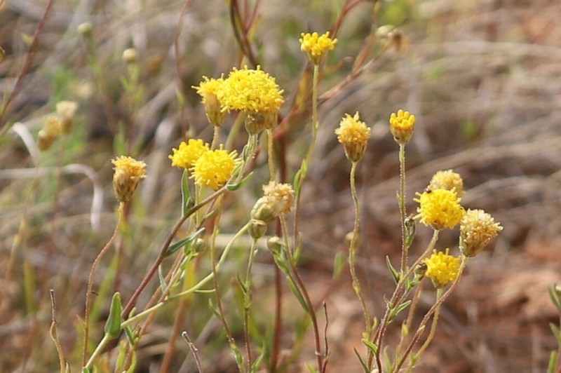 Schoenia ayersii photo 4