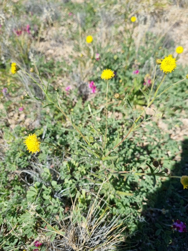 Schoenia ayersii photo 5