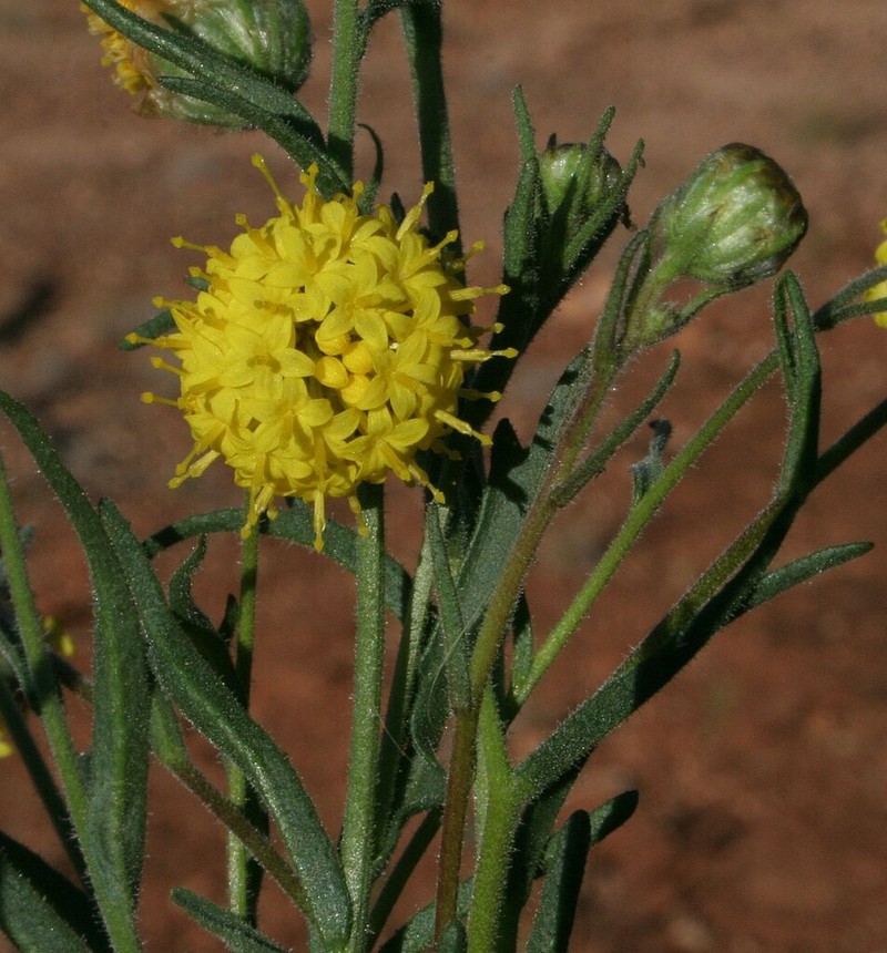 Schoenia ayersii photo 6
