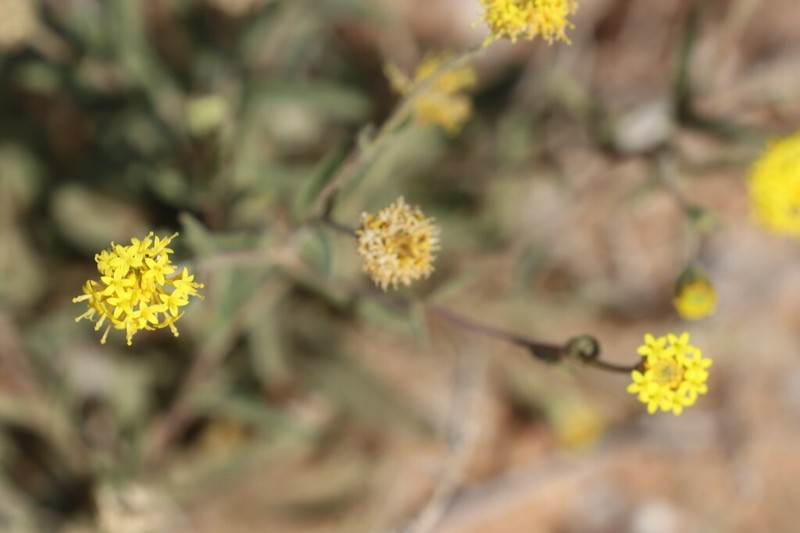 Schoenia ayersii photo 7